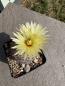 Preview: Coryphantha echinus